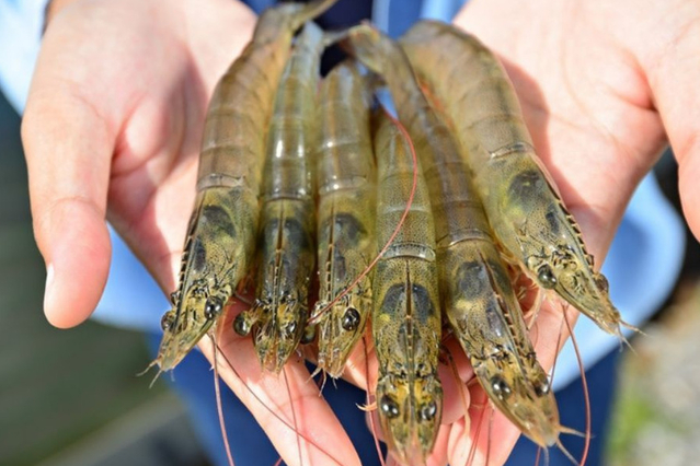 Các thành phần dinh dưỡng của tôm có thể bạn chưa biết