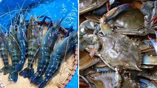 Thủy sản và hải sản khác nhau như thế nào? Các loại thủy, hải sản phổ biến