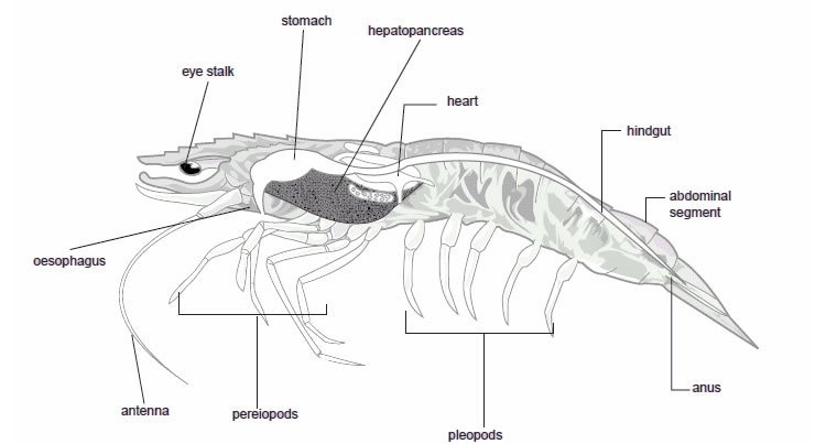 Các thành phần dinh dưỡng của tôm có thể bạn chưa biết2 Các thành phần dinh dưỡng của tôm có thể bạn chưa biết2